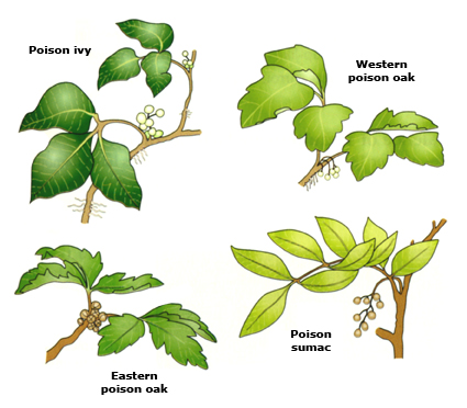 how to identify poison oak, poison ivy, poison sumac