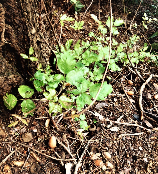 hikers guide to poison oak, poison ivy, poison sumac
