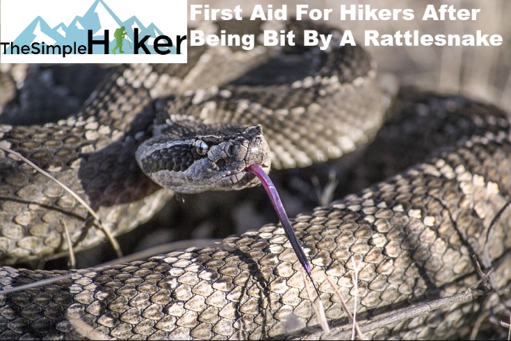 rattlesnake bite, first aid rattlesnake bite, hiking and rattlesnake bites