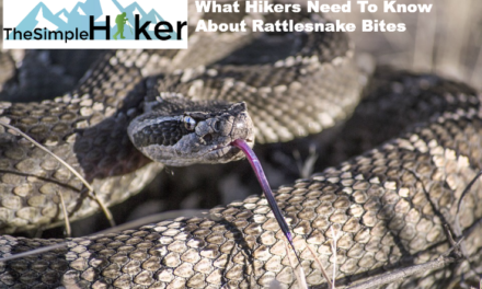 What Hikers Need To Know About Rattlesnake Bites