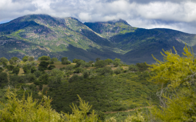 Cuyamaca Peak – Cuyamaca Rancho State Park