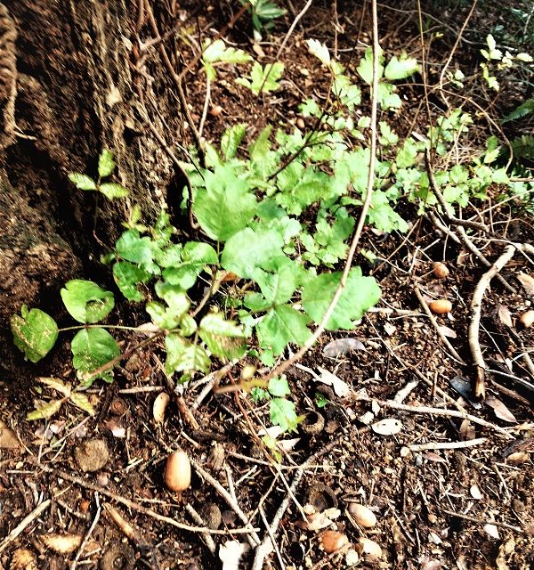 The Hikers Guide To Poison Oak, Poison Ivy, and Poison Sumac