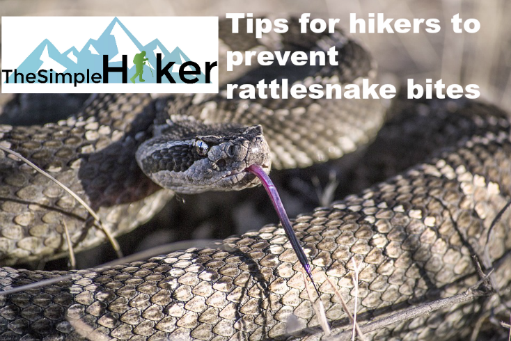Nine Tips For Hikers To Prevent Rattlesnake Bites
