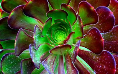 A Guide To Hiking The Balboa Park Trails