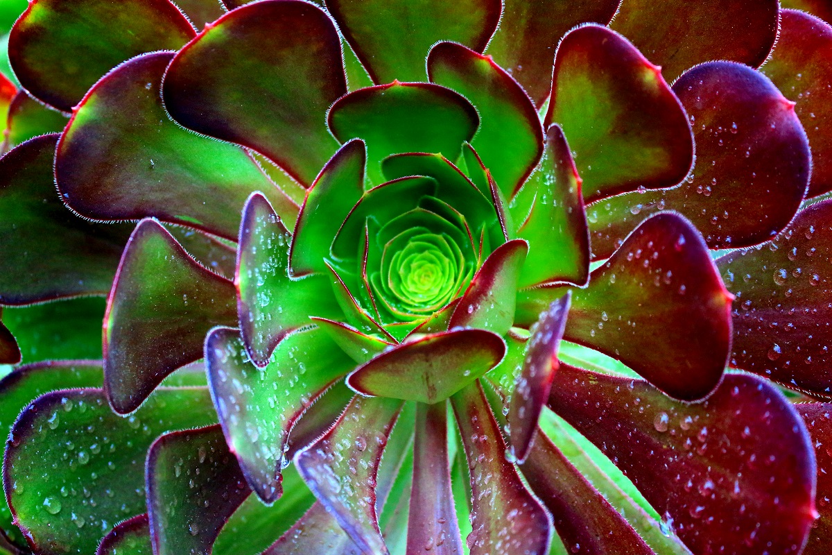 Glowing Spring Succulent - The Simple Hiker