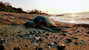 Green Sea Turtle, Napping, Hiking, Anaehoomalu Bay, The Big Island, Hawaii, Sunsets, White Sand Beaches