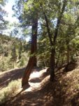 Pine Knot Trail to Grand View Point, Big Bear,San Gorgonio Mountain, San Bernardino National Forest