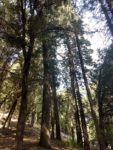 Boucher Trail and Palomar Mountain Loop