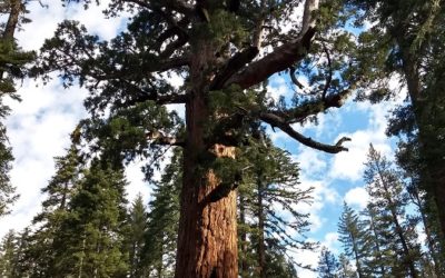 Mariposa Grove Of Giant Sequoia Trail Guide