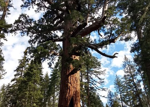 Mariposa Grove Of Giant Sequoia Trail Guide