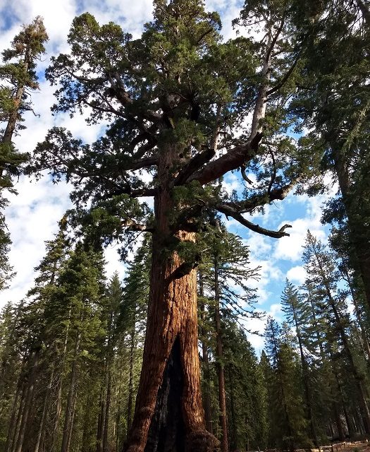 Mariposa Grove Of Giant Sequoia Trail Guide