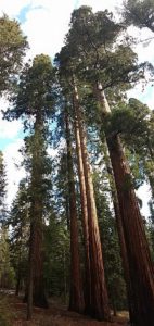 Mariposa Grove Of Giant Sequoia, Hiking, Yosemite National Park, Sequoias, Trail Description