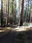 Mariposa Grove Of Giant Sequoia, Hiking, Yosemite National Park, Sequoias, Trail Description