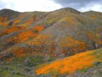 Walker Canyon, Hiking, California Poppy Fields