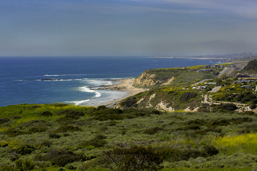 black mustard, Crystal Cove State Park Hiking Trail Guide