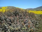 black mustard, Crystal Cove State Park Hiking Trail Guide