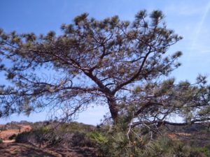 Torrey Pines Hiking Trail Guide, San Diego,