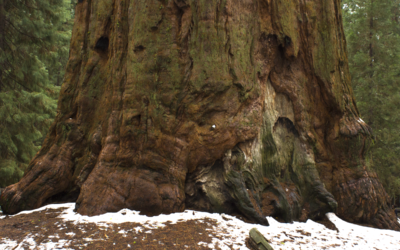 General Sherman Tree Trail