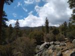 Bear Woodland Trail Hiking Guide