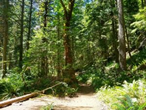 Fall Creek Falls Hiking Guide, Umpqua National Forest, Oregon