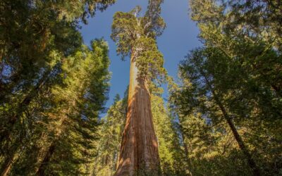 Grant Grove Loop Trail