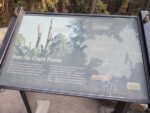 General Sherman Tree Trail
