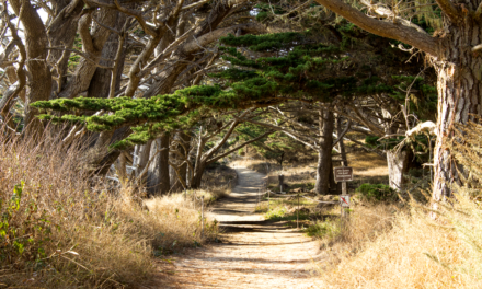 Point Lobos South Shore Trail
