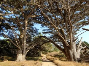 Point Lobos South Shore Trail Hiking Guide