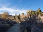 Mastodon Peak trail hiking guide, Joshua Tree National Park, Cottonwood Springs